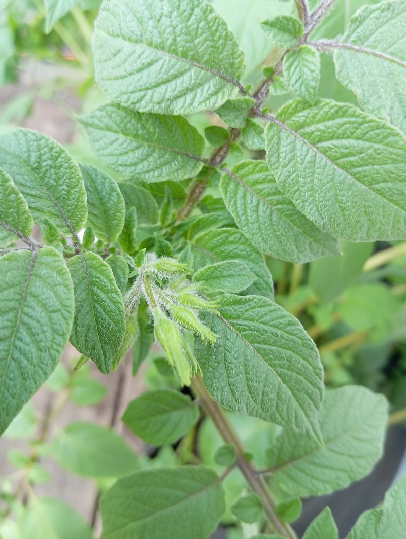 Solanum tuberosum